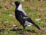 Australian Magpie