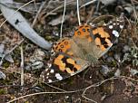 Australian Painted Lady