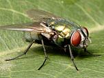 Australian Sheep Blowfly