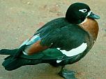 Australian Shelduck