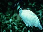 Australian White Ibis