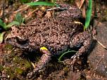 Bibron's Toadlet
