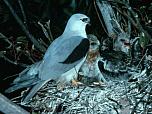 Black-shouldered Kite
