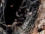 Black House Spider