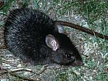 Black Rat