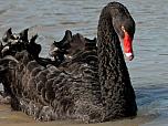 Black Swan