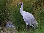 Brolga