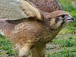 Brown Falcon