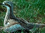 Bush Stone-curlew