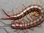 Centipede