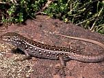 Centralian Ranges Rock-skink