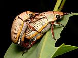 Christmas Beetle