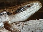 Common Blue-tongue Lizard
