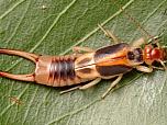 Common Brown Earwig