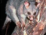 Common Brushtail Possum