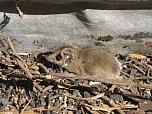 Common Dunnart