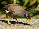 Common Myna