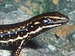 Corangamite Water Skink