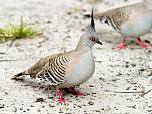 Crested Pigeon