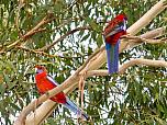 Crimson Rosella