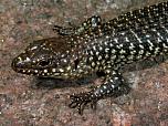 Cunningham's Skink