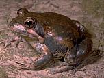 Eastern Banjo Frog
