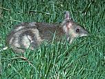Eastern Barred Bandicoot (Mainland)