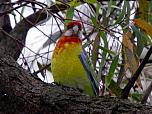 Eastern Rosella