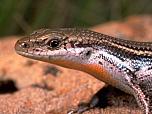Eastern Three-lined Skink