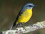 Eastern Yellow Robin