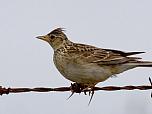 Eurasian Skylark