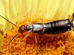European Earwig