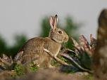 European Rabbit