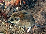 Fat-tailed Dunnart