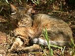Feral Cat