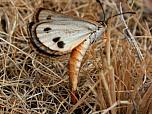 Golden Sun Moth