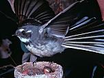 Grey Fantail