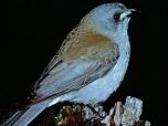 Grey Shrike-thrush