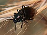 Ground Beetle