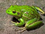Growling Grass Frog