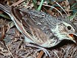 Horsfield's Bushlark