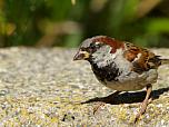 House Sparrow