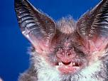 Lesser Long-eared Bat