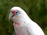 Long-billed Corella