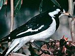 Magpie-lark