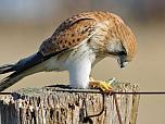 Nankeen Kestrel 