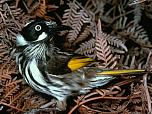 New Holland Honeyeater