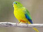 Orange bellied Parrot