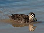 Pacific Black Duck