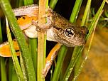 Peron's Tree Frog
